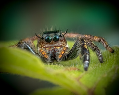 Hyllus keratodes (Hasselt, 1882) © Joseph K H Koh  • Habitus • Anterior • Eyes • Alive • ♀ • Adult