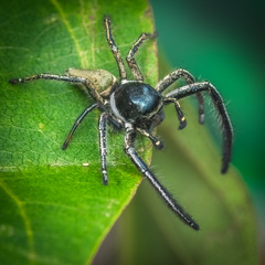 Hyllus keratodes (Hasselt, 1882) © Joseph K H Koh  • Habitus • Lateral • Alive • ♂ • Adult