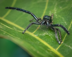 Hyllus keratodes (Hasselt, 1882) © Joseph K H Koh  • Habitus • Anterior • Eyes • Chelicerae • Alive • ♂ • Adult