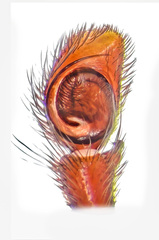 Hyllus semicupreus (Simon, 1885) © Joseph K H Koh  • Male Palp • Ventral • ♂ • Adult