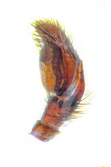 Kelawakaju leucomelas Maddison & Ng, 2022 • Male Palp • Retrolateral • ♂ • Adult