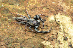 Kelawakaju leucomelas Maddison & Ng, 2022 © Chris Ang  • Habitus • Dorsal • Alive • ♂ • Adult
