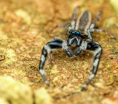 Kelawakaju leucomelas Maddison & Ng, 2022 © Chris Ang  • Habitus • Anterior • Eyes • Chelicerae • Alive • ♂ • Adult