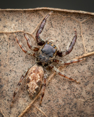 Kelawakaju singapura Maddison & Ng, 2022 © Paul Ng  • Habitus • Dorsal • Alive • ♀ • Adult