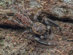 Kelawakaju singapura Maddison & Ng, 2022 © Nicky Bay  • Habitus • Dorsal • Alive • ♂ • Adult
