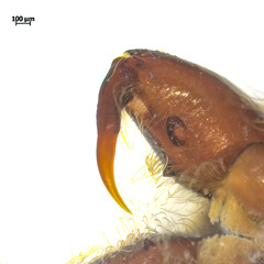 Kelawakaju singapura Maddison & Ng, 2022 • Chelicerae • Dorsal • ♂ • Adult
