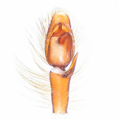 Kelawakaju singapura Maddison & Ng, 2022 © Paul Ng  • Male Palp • Ventral • ♂ • Adult