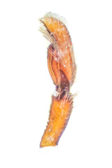 Kelawakaju singapura Maddison & Ng, 2022 © Paul Ng  • Male Palp • Retrolateral • ♂ • Adult