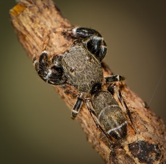 Piranthus bakau Maddison, 2020 © Joseph K H Koh  • Habitus • Dorsal • Alive • ♂ • Adult