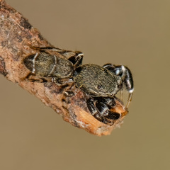 Piranthus bakau Maddison, 2020 © Joseph K H Koh  • Habitus • Dorsal • Alive • ♂ • Adult