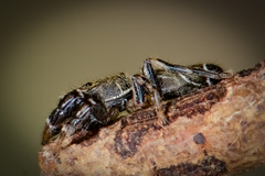Piranthus bakau Maddison, 2020 © Joseph K H Koh  • Habitus • Lateral • Alive • ♂ • Adult