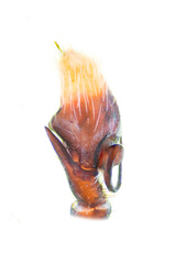 Piranthus bakau Maddison, 2020 © Paul Ng  • Male Palp • Dorsal • ♂ • Adult