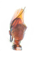 Piranthus bakau Maddison, 2020 © Paul Ng  • Male Palp • Ventral • ♂ • Adult