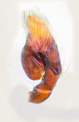 Piranthus bakau Maddison, 2020 © Paul Ng  • Male Palp • Retrolateral • ♂ • Adult