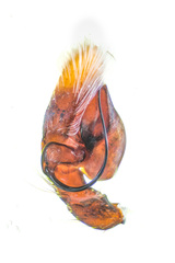 Piranthus bakau Maddison, 2020 © Paul Ng  • Male Palp • Prolateral • ♂ • Adult