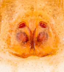 Piranthus kohi Maddison, 2020 © Paul Ng  • Epigyne • Ventral • ♀ • Adult