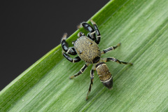 Piranthus kohi Maddison, 2020 © Chris Ang  • Habitus • Dorsal • Alive • ♂ • Adult