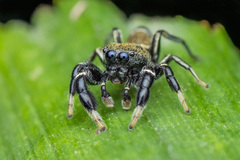 Piranthus kohi Maddison, 2020 © Chris Ang  • Habitus • Anterior • Alive • Eyes • Chelicerae • ♂ • Adult