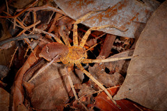 Heteropoda borneensis (Thorell, 1890) © Joseph K H Koh  • Habitus • Dorsal • Alive • ♀ • Adult