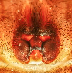 Heteropoda borneensis (Thorell, 1890) © Joseph K H Koh  • Epigyne • Ventral • ♀ • Adult
