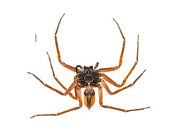Heteropoda borneensis (Thorell, 1890) • Habitus • Ventral • ♀ • Adult