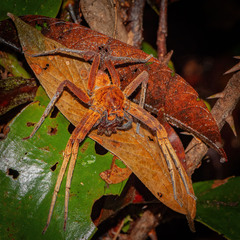 Heteropoda borneensis (Thorell, 1890) © Joseph K H Koh  • Habitus • Dorsal • Predation • ♀ • Adult