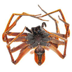 Heteropoda borneensis (Thorell, 1890) © Joseph K H Koh  • Habitus • Ventral • ♀ • Adult
