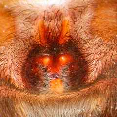 Heteropoda borneensis (Thorell, 1890) • Epigyne • Ventral • ♀ • Adult