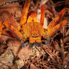 Heteropoda borneensis (Thorell, 1890) © Joseph K H Koh  • Habitus • Anterior • Eyes • Chelicerae • Alive • ♀ • Adult