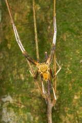 Heteropoda borneensis (Thorell, 1890) © Joseph K H Koh  • Habitus • Dorsal • Alive • ♂ • Adult