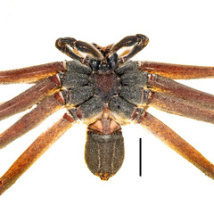 Heteropoda borneensis (Thorell, 1890) © Joseph K H Koh  • Habitus • Ventral • Alive • ♂ • Adult