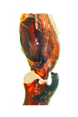 Heteropoda borneensis (Thorell, 1890) © Joseph K H Koh  • Male Palp • Retrolateral • RTA • Retrolateral • ♂ • Adult