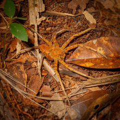 Heteropoda borneensis (Thorell, 1890) • Habitus • Dorsal • Alive • Juvenile
