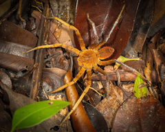 Heteropoda borneensis (Thorell, 1890) © Joseph K H Koh  • Habitus • Dorsal • Alive • Juvenile