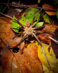 Heteropoda borneensis (Thorell, 1890) • Habitus • Dorsal • Alive • ♂ • Adult