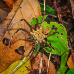 Heteropoda borneensis (Thorell, 1890) • Habitus • Dorsal • Alive • ♂ • Adult