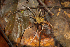 Heteropoda borneensis (Thorell, 1890) © Joseph K H Koh  • Habitus • Dorsal • Alive • ♂ • Adult