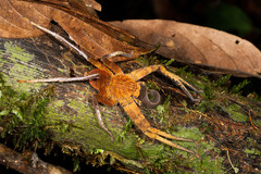 Heteropoda borneensis (Thorell, 1890) © Joseph K H Koh  • Habitus • Ventral • Predation • ♀ • Adult