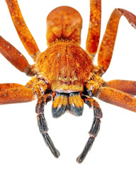 Heteropoda borneensis (Thorell, 1890) © Joseph K H Koh  • Habitus • Anterior • Eyes • Chelicerae • Alive • ♀ • Adult