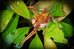 Heteropoda borneensis (Thorell, 1890) © Joseph K H Koh  • Habitus • Lateral • Eggs • ♀ • Adult