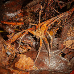 Heteropoda borneensis (Thorell, 1890) • Habitus • Dorsal • Alive • Juvenile
