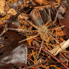 Heteropoda borneensis (Thorell, 1890) © Joseph K H Koh  • Habitus • Dorsal • Alive • Juvenile
