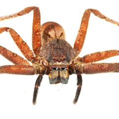 Heteropoda borneensis (Thorell, 1890) © Joseph K H Koh  • Habitus • Anterior • Eyes • Chelicerae • Juvenile