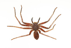 Heteropoda borneensis (Thorell, 1890) © Joseph K H Koh  • Habitus • Ventral • Juvenile
