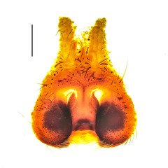 Heteropoda borneensis (Thorell, 1890) © Joseph K H Koh  • Epigyne • Ventral • ♀ • Adult