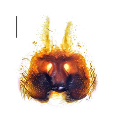 Heteropoda borneensis (Thorell, 1890) © Joseph K H Koh  • Epigyne • Ventral • ♀ • Adult