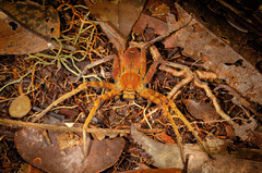 Heteropoda borneensis (Thorell, 1890) © Joseph K H Koh  • Habitus • Dorsal • Alive • ♀ • Adult