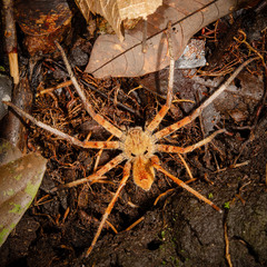 Heteropoda borneensis (Thorell, 1890) • Habitus • Dorsal • Alive • Juvenile
