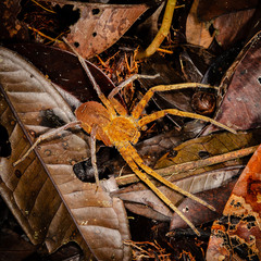 Heteropoda borneensis (Thorell, 1890) • Habitus • Dorsal • Juvenile