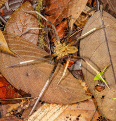 Heteropoda borneensis (Thorell, 1890) • Habitus • Dorsal • ♂ • Adult